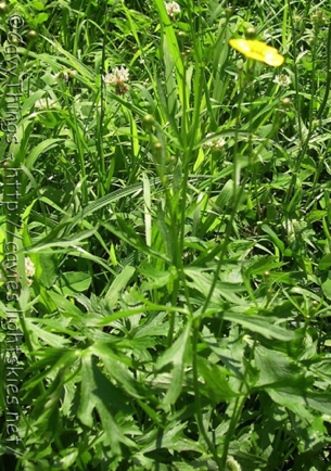 Ranunculus acris Ranunculus acris